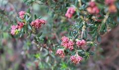 Erica petiolaris