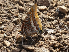 Charaxes epijasius