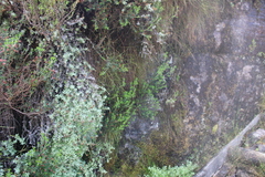 Erica petiolaris
