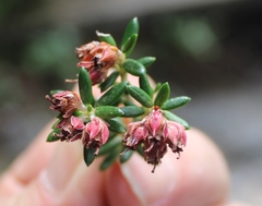 Erica petiolaris