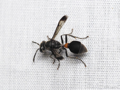 Ropalidia sumatrae