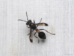 Ropalidia sumatrae