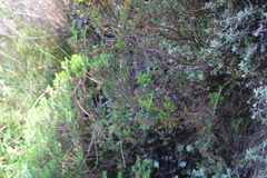 Erica petiolaris