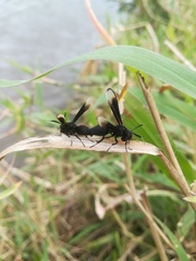 Myrmecopsis strigosa