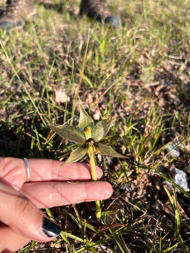 Bipinnula penicillata