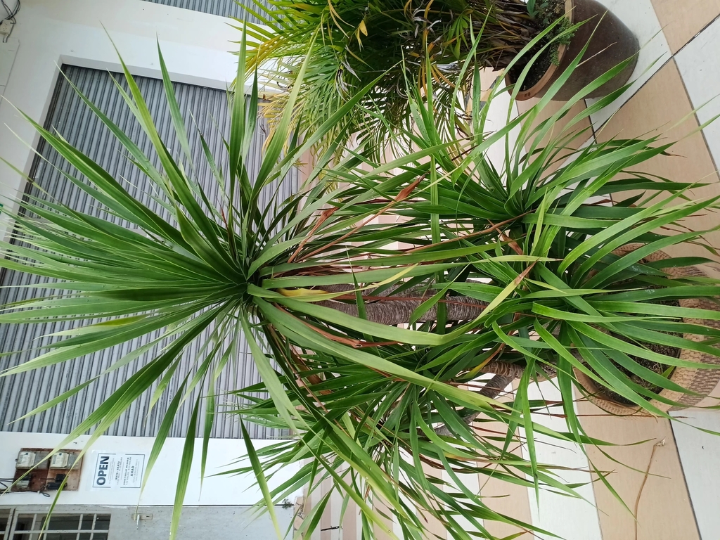 Dracaena marginata