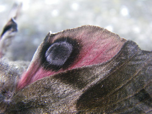 Eyed hawk-moth