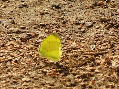 Eurema senegalensis