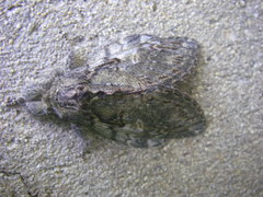 Peridea anceps