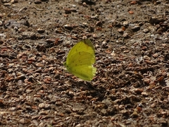 Eurema senegalensis