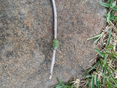 Biprorulus bibax