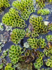 Salvinia cucullata