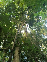 Pterospermum acerifolium