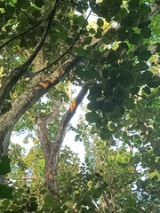 Pterospermum acerifolium