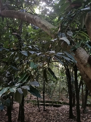 Pterospermum acerifolium