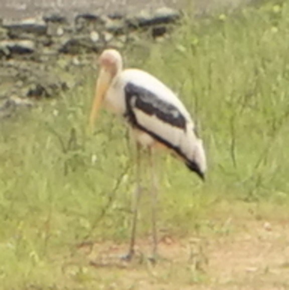 Painted Stork