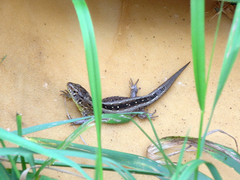 Lacerta agilis