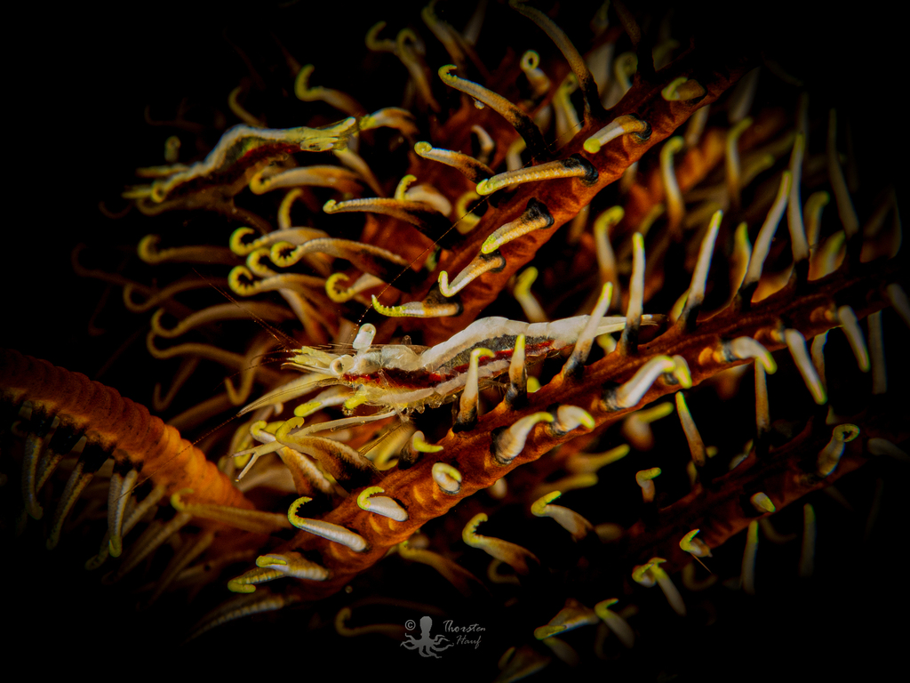 Periclimenes affinis