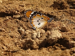 Danaus chrysippus alcippus