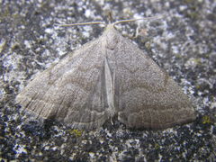 Pechipogo strigilata