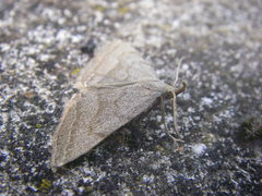 Pechipogo strigilata