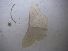 Scopula floslactata
