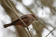 Pyrocephalus rubinus obscurus