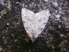 Nola confusalis