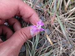 Dianthus pygmaeus