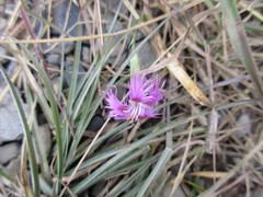 Dianthus pygmaeus