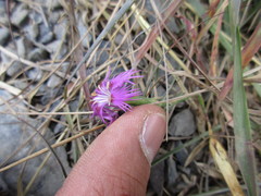 Dianthus pygmaeus