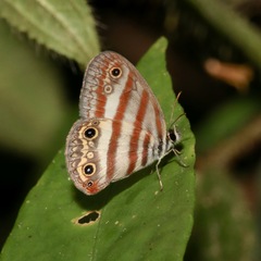 Euptychia