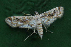 Parapoynx diminutalis