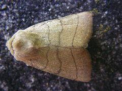 Charanyca trigrammica