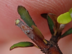 Pittosporum anomalum