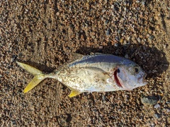 Caranx caninus