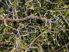 Pittosporum anomalum