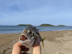 Caranx caninus