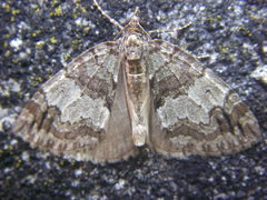 Hydriomena impluviata