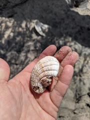 Cardites crassicostatus