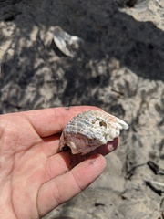 Cardites crassicostatus