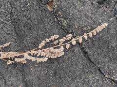 Mesosphaerum pectinatum