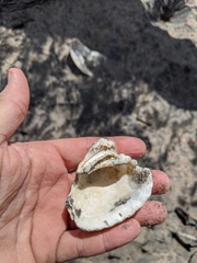 Cardites crassicostatus