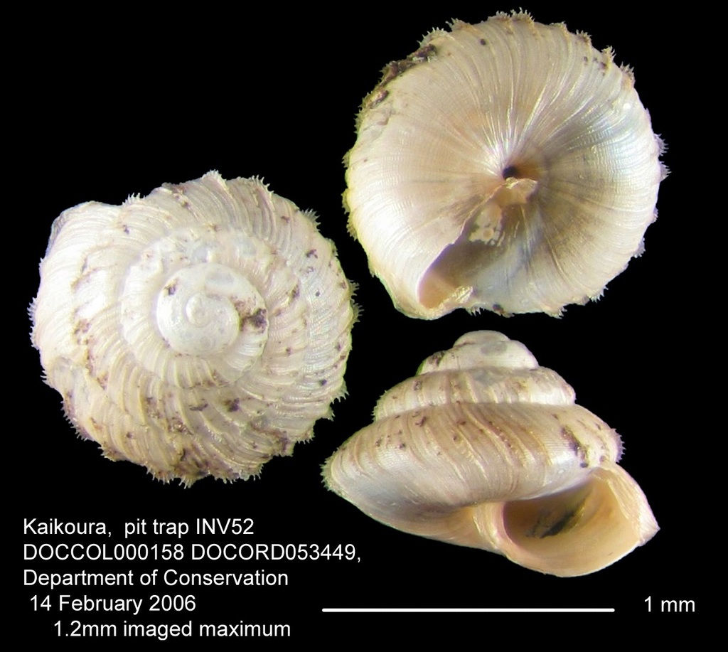 Paralaoma serratocostata