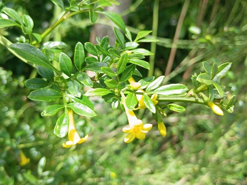Chrysojasminum humile, photograph 3