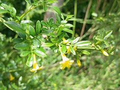 Chrysojasminum humile, photograph (c) Alice Shanks, some rights reserved (CC BY)
