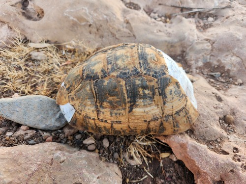 Souss Valley Tortoise