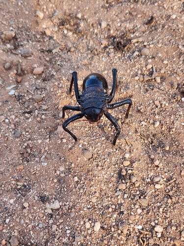 Eugaster spinulosa