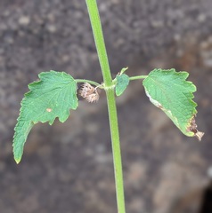 Mesosphaerum pectinatum