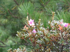 Rhododendron rubropilosum taiwanalpinum